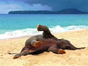 elephant beach
